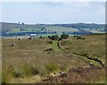 NU1018 : Belted Galloway cattle on Beanley Moor by Russel Wills