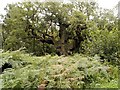 SK6267 : Sherwood Forest, Approaching the Major Oak by David Dixon