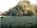 TM3569 : Peacocks grazing on the Church Land Trust field by Geographer