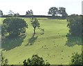 ST3594 : Hillside sheep pasture, north of Cwm-y-wiwer Farm by Christine Johnstone