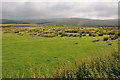 SJ9673 : Upland grazing at The Laches by Philip Halling