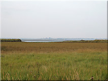  : New saltmarsh near Bradwell Creek by Roger Jones