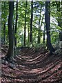 SP9207 : Cholesbury Camp (6) - Inner ditch, NW side by Rob Farrow