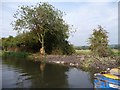 SU5466 : Pruned tree on repaired north bank by Christine Johnstone