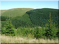 SN8256 : Coniferous forest in Cwm Irfon, Powys by Roger  D Kidd