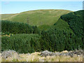 SN8256 : Coniferous forest across Cwm Irfon, Powys by Roger  D Kidd