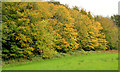 J4681 : Autumn trees, Crawfordsburn by Albert Bridge