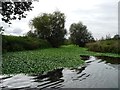 SU7171 : Foudry Brook, south of its junction with the Kennet by Christine Johnstone