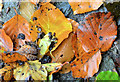 J4078 : Autumn leaves, Glenlyon, Holywood (2) by Albert Bridge