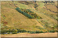 NN2487 : Coniferous plantation on south-east side of Glen Gloy by Trevor Littlewood