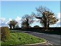 SE6378 : Trees along the south side of the B1257 by Christine Johnstone