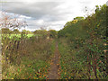 TQ4994 : Path to new planting area, Hainault Forest by Roger Jones