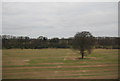 SK1509 : Trees in a field near Huddlesford by N Chadwick