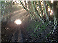 SJ9792 : Holly lined footpath by Stephen Burton