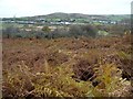 SH4852 : Bracken and trees, north of Taldrwst by Christine Johnstone