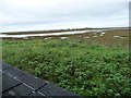 SH4558 : The Foryd near to high tide, from Cuddfan hide [2] by Christine Johnstone