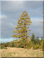 SE7994 : Autumnal trees, Cropton Forest by Trevor Littlewood