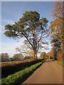 SY3499 : Pine by Wareham Road by Derek Harper