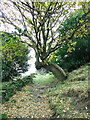 SE0820 : Tree arched over Church Lane by Humphrey Bolton