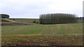  : Isolated woodland in Cotswold 'prairie' by Jonathan Billinger