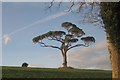 SX8062 : Pine, Dartington by Derek Harper