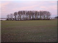 TF8144 : Flooded marshes near Twelve Acre Carr by Richard Humphrey