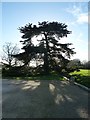 ST9168 : Old Cedar, Lacock Abbey by Rob Farrow