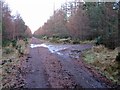 NH6861 : Forest track junction by Richard Dorrell