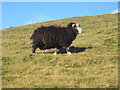 NY1920 : A Herdwick sheep above Scar Crag by Graham Robson