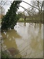 SP2965 : Leaning poplars, River Avon by Emscote Gardens, Warwick 2014, January 8, 12:53 by Robin Stott