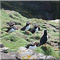 HU5539 : Puffins, Noss by Richard Webb