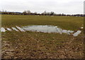 SO7905 : Standing water and grazing sheep in Stonehouse by Jaggery