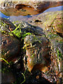 TA0487 : South Bay Rock Pooling by Scott Robinson