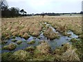 SJ7580 : Boggy ground, Tatton Park by Christine Johnstone