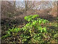 SX9066 : Giant Hogweed, Barton tip by Derek Harper