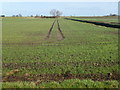 TF1219 : Winter cereal on South Fen Road, Bourne by Richard Humphrey