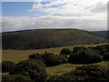 SO2759 : Gorse bushes on Herrock Hill by Trevor Littlewood