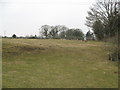 SO3384 : Field in April - Lower Down, Shropshire by Martin Richard Phelan