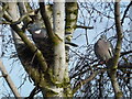 TF0820 : Flying rats (Columba palumbus) by Bob Harvey