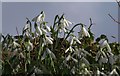 ST5781 : Snowdrops, Hollywood Lane by Derek Harper