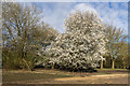 TQ2896 : Blossom in the Car Park, Trent Park, Cockfosters, Hertfordshire by Christine Matthews