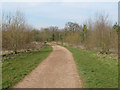 TQ5691 : Path in Harold Court Woods by Roger Jones