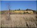 TF1103 : Sand cliff in Swaddywell Pit Nature Reserve by Marathon