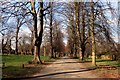 SK5439 : Tree-lined avenue in Wollaton Park by Graham Hogg