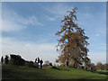 TL1306 : Trees on a Roman wall by Stephen Craven