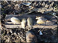 TF3601 : Fresh water mussels on the edge of Morton's Leam - The Nene Washes by Richard Humphrey