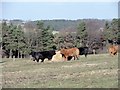 NZ1352 : Cattle feeding near Leadgate by Robert Graham