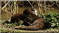 TQ3643 : Otter Playtime by Peter Trimming