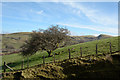 SN7823 : Lone hawthorn on sloping field by Trevor Littlewood