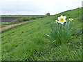 TL4784 : Lone flower on the bank of The Ouse Washes by Richard Humphrey